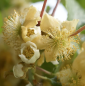 Kiwi Atlas 5-10cm Actinidia deliciosa mascul Kiwi Atlas 5-10cm Actinidia deliciosa mascul
