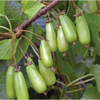 Kiwi Vitakola (Actinidia kolomikta) , minikiwi 2 ani