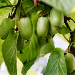 Kiwi Sentyabrskaya (Actinidia kolomikta) , minikiwi 2 ani