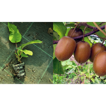 Kiwi Hayward femelă (Actinidia deliciosa) rezistenta la ger 5-10 cm