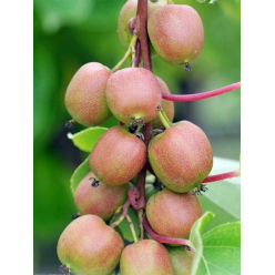 Kiwi Geneva (Actinidia arguta) , minikiwi 2 ani