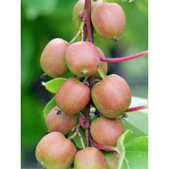 Kiwi Geneva (Actinidia arguta) , minikiwi 2 ani