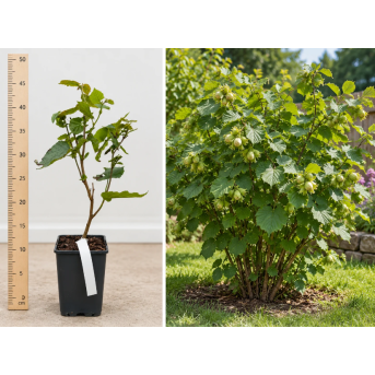 Alun Comun Corylus avellana la Ghiveci 20-30 cm