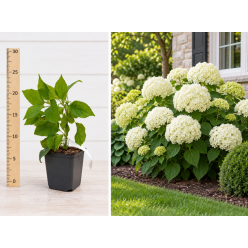 Hortensie Annabelle Albă la Ghiveci 10-20 cm - Flori Globulare