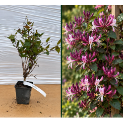 Mâna Maicii Domnului Mov Caprifoi Japonez Purpurea la Ghiveci 20-40 cm