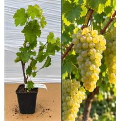 Viță de Vie Solaris la Ghiveci (20-40 cm) - Rezistentă