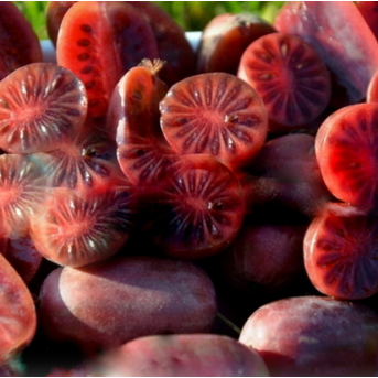 Kiwi Ken's Red 5-10cm (Actinidia arguta) minikiwi Rosu