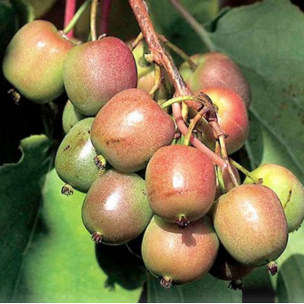 Kiwi Geneva 5-10cm (Actinidia arguta) , minikiwi rosu