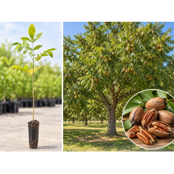 Nuc Pecan (Carya illinoinensis) 30-50 cm, la Tăviță Celulară Alveolară, Rezistent la Ger