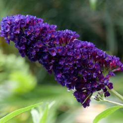 Liliac de vara mov inchis 5-10cm (Buddleja dav. Black Knight)