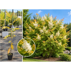 Sorbaria Sorbifolia 30-50 cm Ghiveci | Arbust Ornamental Rezistent