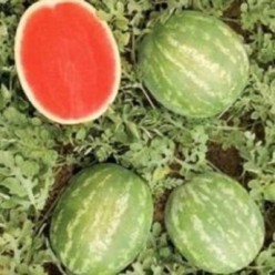 CRIMSON SWEET Seminte de pepene verde Raci Sementi