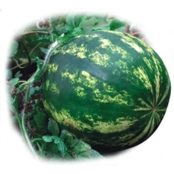 CRIMSON SWEET Seminte de pepene verde ZKI